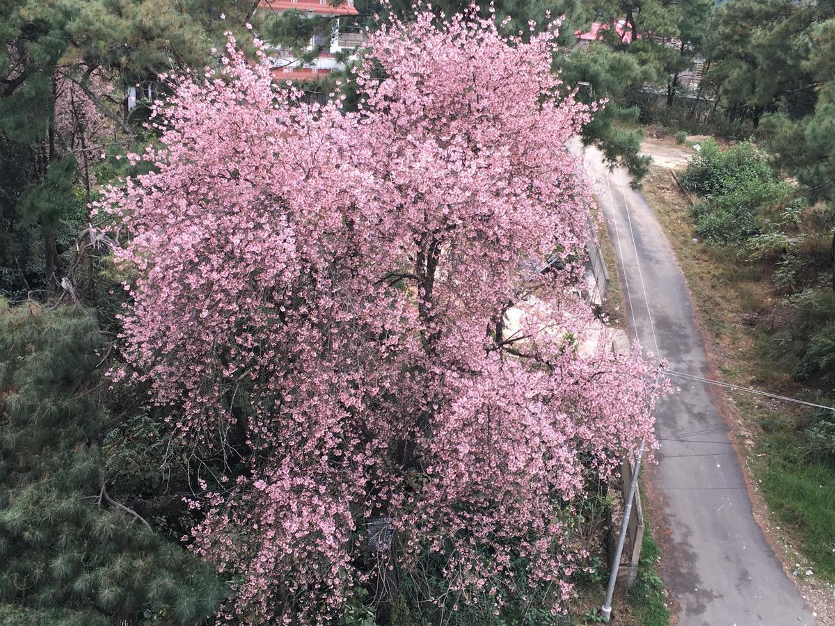 Orange Homestay Shillong Esterno foto